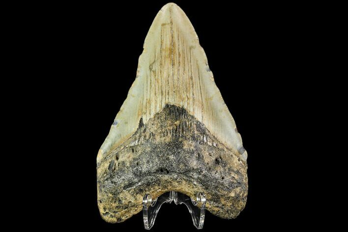 Fossil Megalodon Tooth - North Carolina #109866